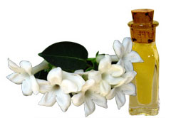 Αιθέριο Έλαιο Γιασεμί (Jasminum Officinale)