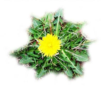 Ταραξάκος Πικραλίδα (Taraxacum - Officinale)